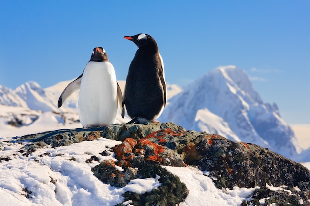 夢を見ている2つのペンギン