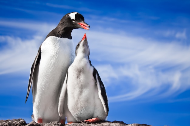 Two penguins resting