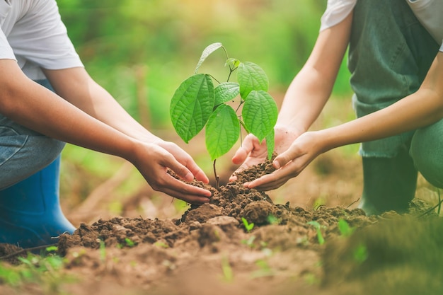 写真 2人が一緒に木を植えています