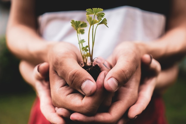 Two people cupped hands holding young sprout with soil