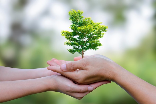 Two people holding Big tree on green background Demonstrates energy savings and turns to solar and natural energy Saving energy is helping both ourselves and the planet