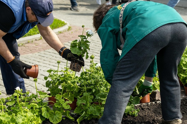 Two people planting flowers in a garden