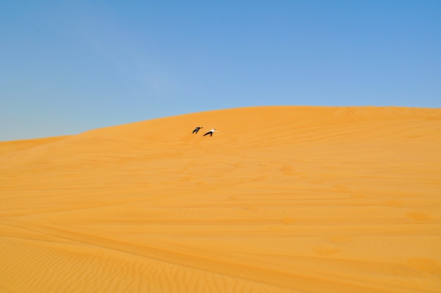 Two people in the yellow desert on the sand