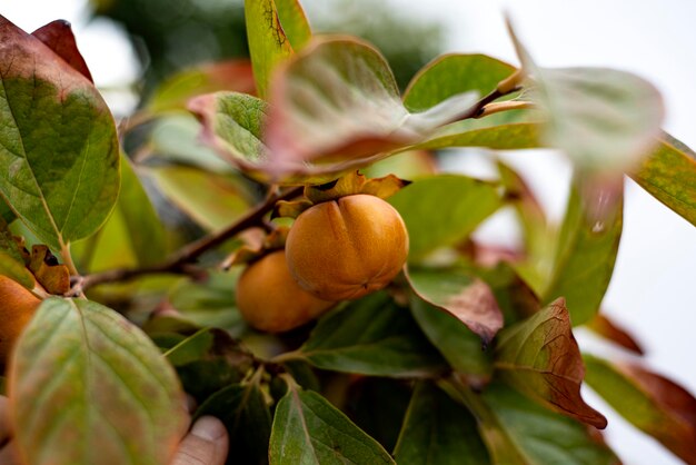 枝 に 熟成 し て いる 二 つ の パキモン