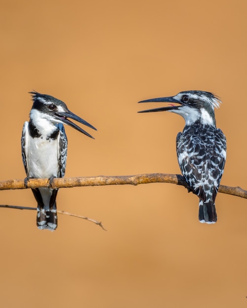 Two Pied kingfishers standing on a tree branch under the sunlight