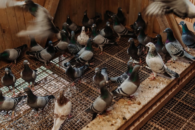 写真 鳩のために食べ物を食べる2羽の鳩