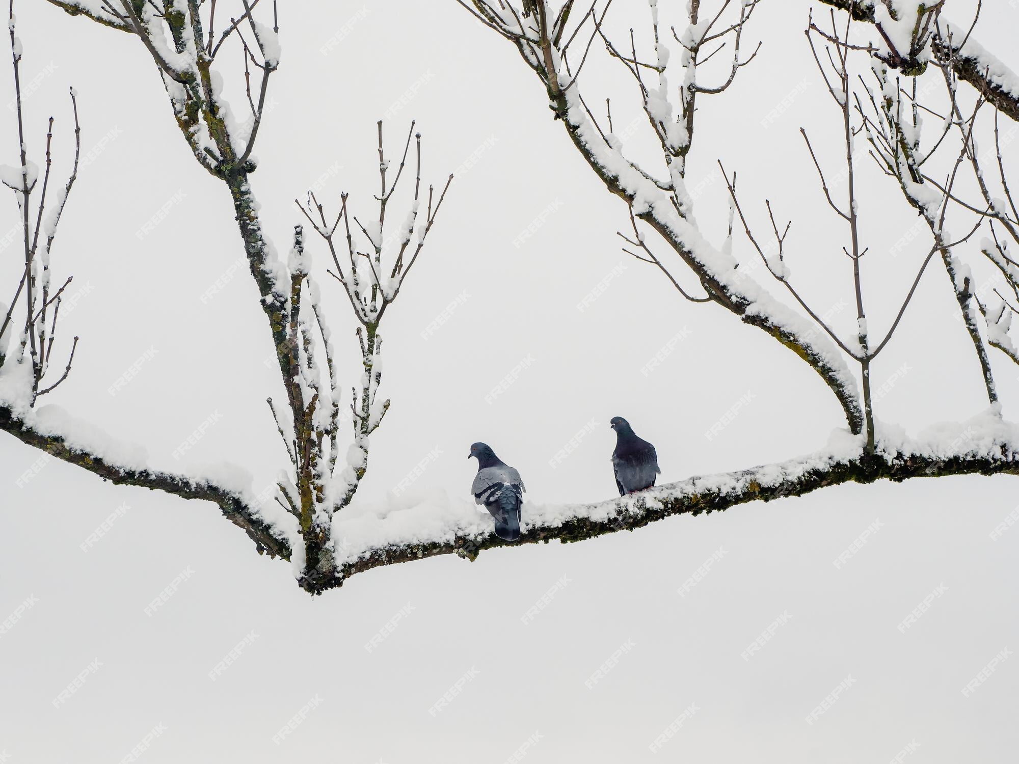 Premium Photo | Two pigeons on a branch, winter minimalism of nature. birds in the winter. the hard life of animals and birds in winter concept. Premium Photo | Two pigeons on a branch, winter minimalism of nature. birds in the winter. the hard life of animals and birds in winter concept.