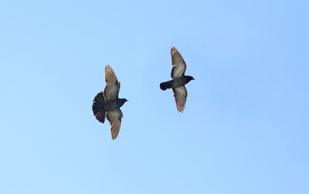 青い空を飛んでいる2羽の鳩