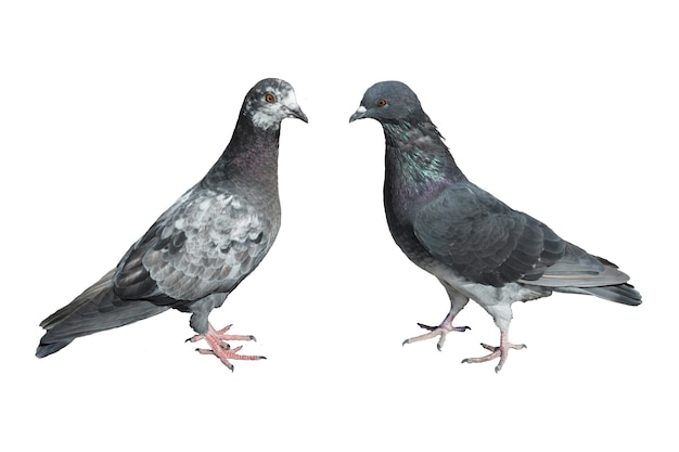 Two pigeons isolated on white background