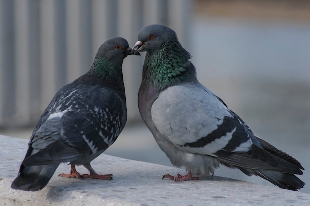 2羽の鳩が大好き