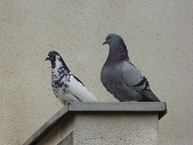 사진 벽에 두 마리의 비둘기