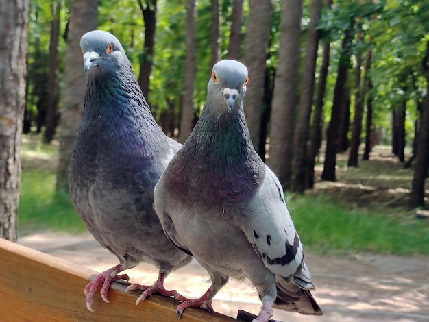 Two pigeons one after another closeup in the park The background is blurry