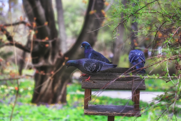 公園の鳥の餌箱の上に座っている2つのハト