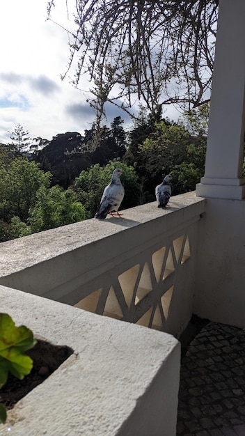 Два голубя стоят на белых бетонных перилах и рядом с аркой, на которой растут цветы и виноградные лозы.