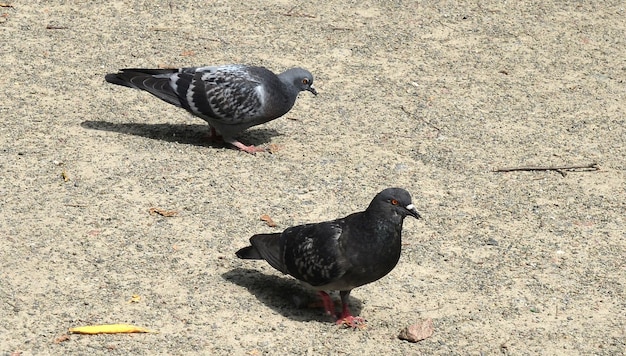 地面を歩く 2 つのハト