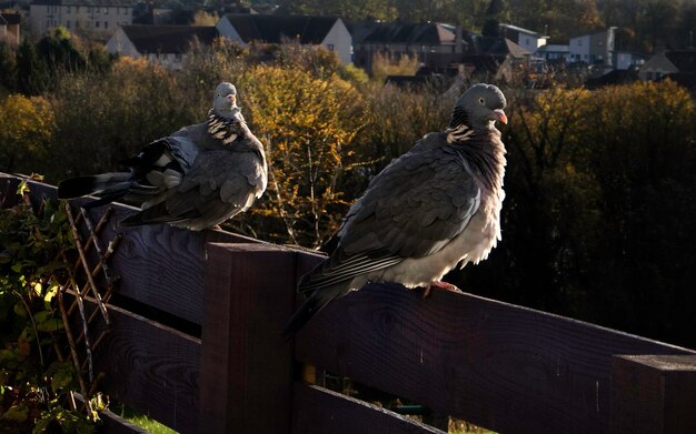 Two pigeons on a wooden fence