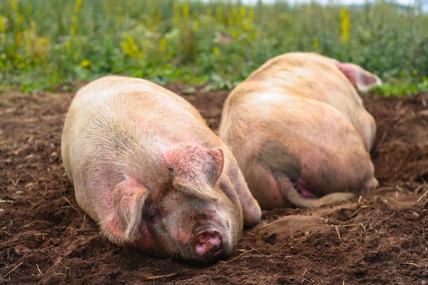 two pigs sleeping in mud