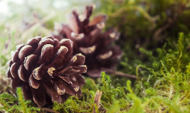 Two pine cones in moss