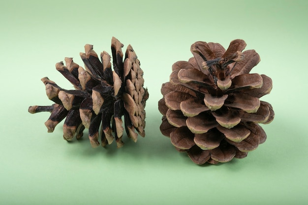 Two pine cones