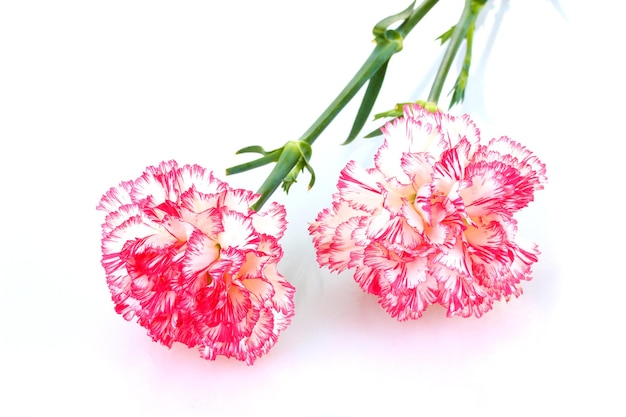 Two pink beautiful carnations isolated on white