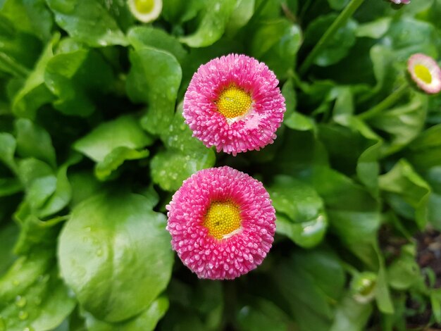 Two pink bellis perennis flowers in the botanical garden closeup