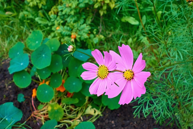 Two pink cosmei flowers closeup on a blurred background of green plants