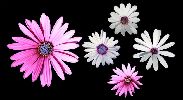 Two pink flower buds and three white flower buds on isolated black background