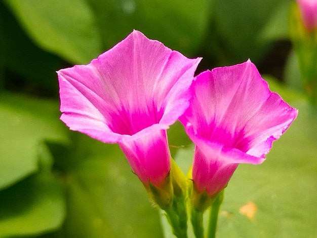 Foto due fiori rosa con la parola petalo su di loro