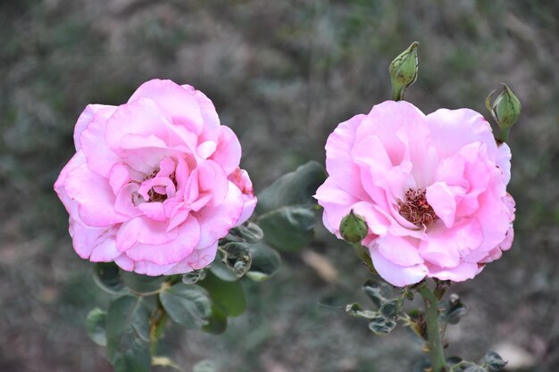 Foto due fiori rosa.