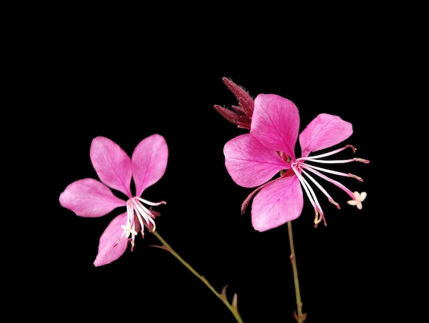 Two pink Gaura flowers on a black isolated background for collage or postcard