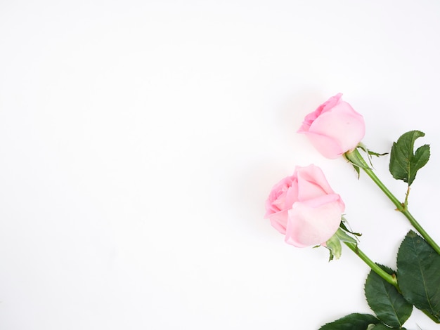 Two pink rose flowers with leaves