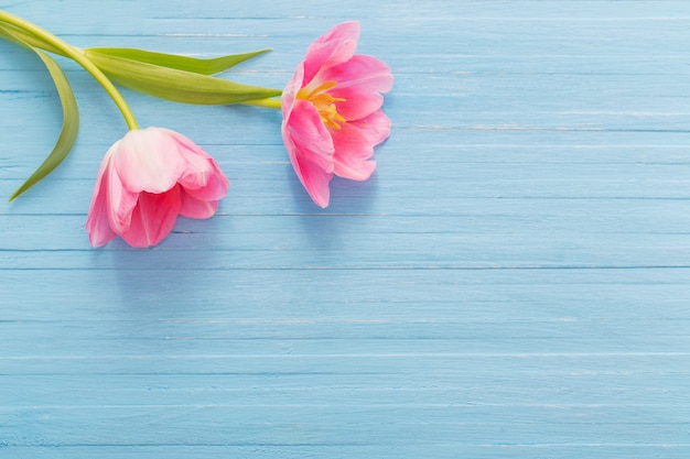 Two pink tulips on blue wooden background