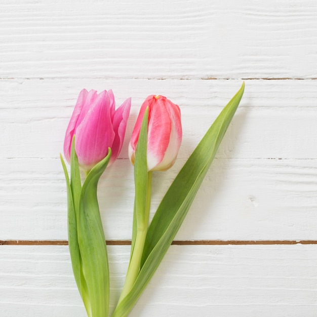 Two pink tulips on white wooden background