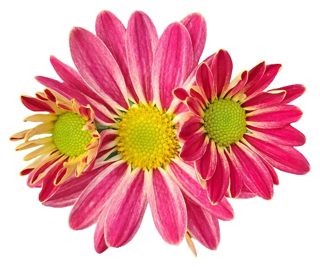 Two pink and yellow flowers with white background