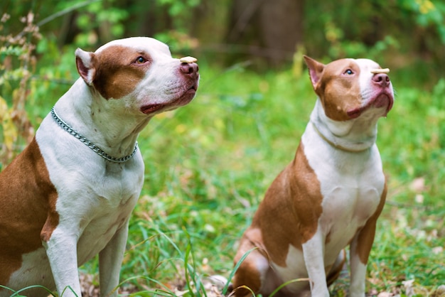 Two Pit bull terriers with cookie on nose 