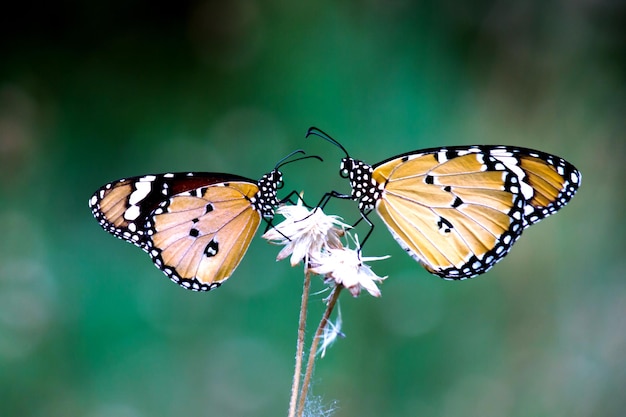 두 개의 일반 호랑이 나비 또는 Danaus chrysippus는 자연 배경에서 식물에 자리 잡고 있습니다.