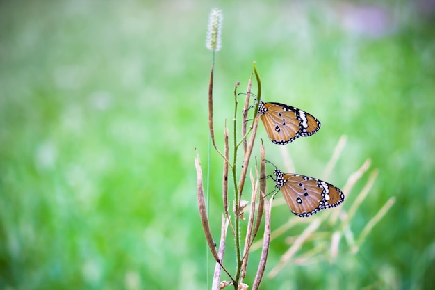 Two plain tiger butterflies perched on the flower plant