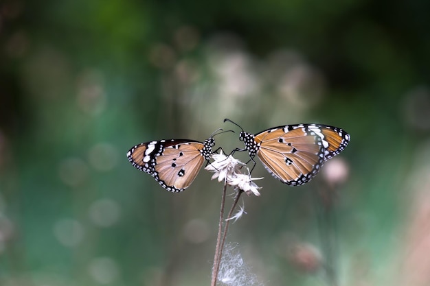 Two plain tiger butterflies perched on the stalk during springtime in natures green background