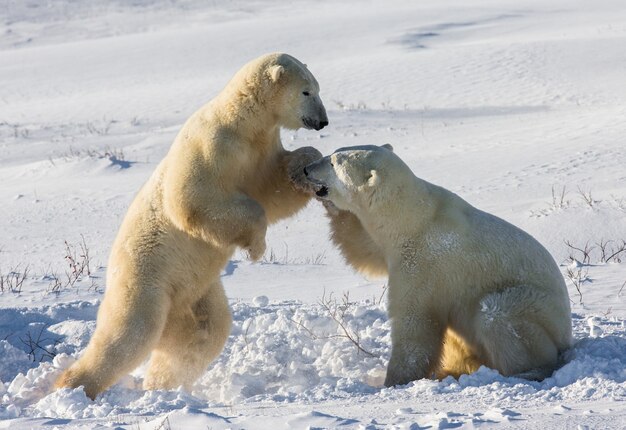 写真 2匹のホッキョクグマがツンドラで遊んでいます。カナダ。