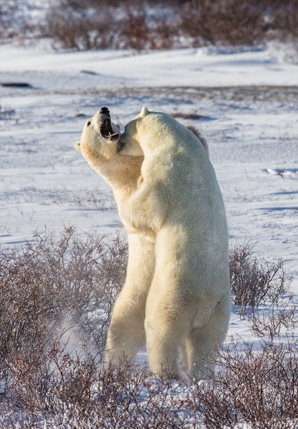 写真 2匹のホッキョクグマがツンドラで遊んでいます。カナダ。