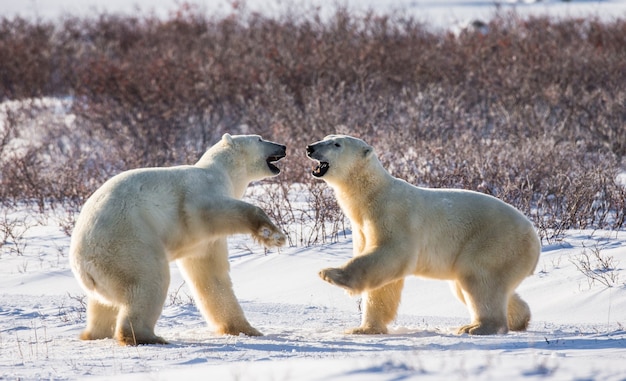 Two polar bears are playing with each other in the tundra. Canada.