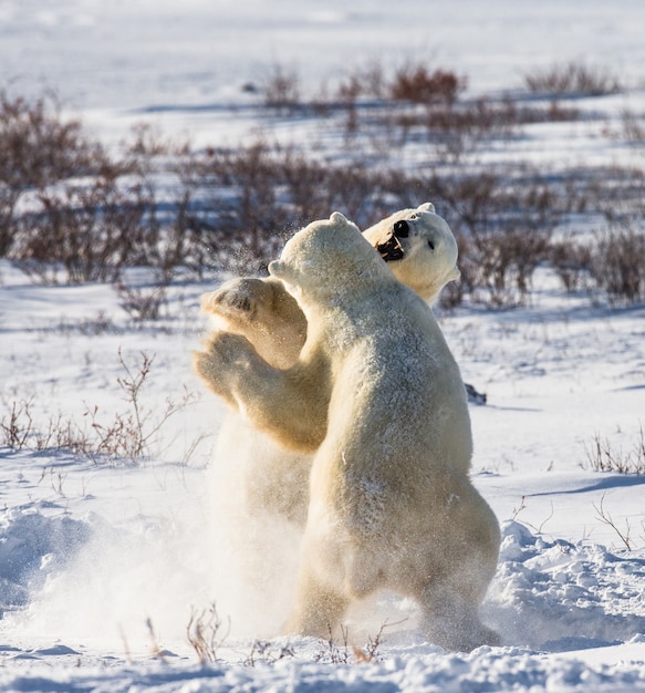 Two polar bears are playing with each other in the tundra. Canada.