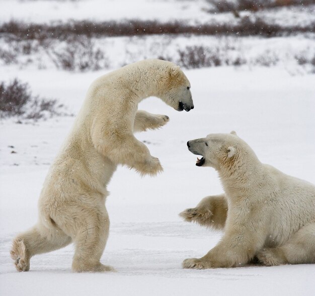 2匹のホッキョクグマがツンドラで遊んでいます。カナダ。