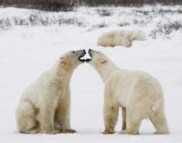 Two polar bears are playing with each other in the tundra. Canada.