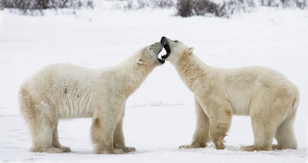 Two polar bears are playing with each other in the tundra. Canada.