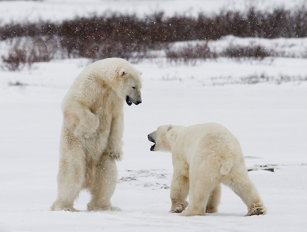Due orsi polari stanno giocando tra loro nella tundra. canada.