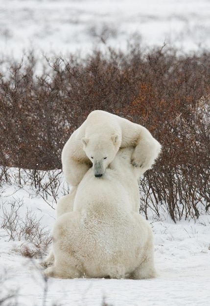 Two polar bears are playing with each other in the tundra. Canada.