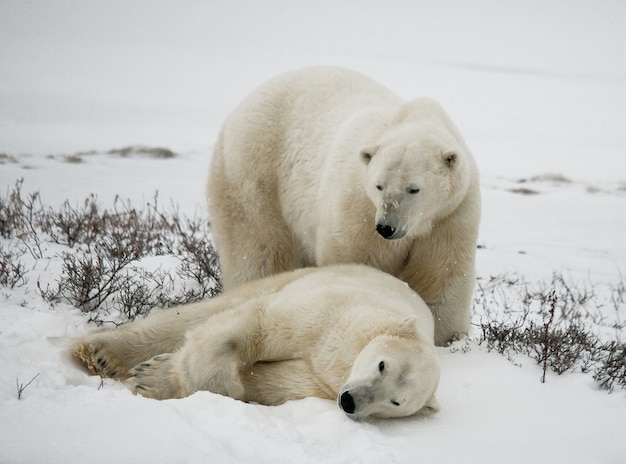 Two polar bears are playing with each other in the tundra. Canada.