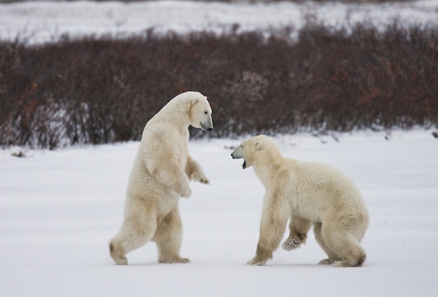 2匹のホッキョクグマがツンドラで遊んでいます。カナダ。