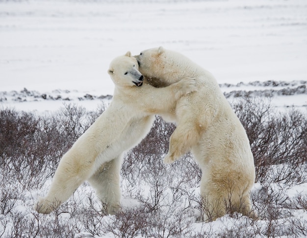 Two polar bears are playing with each other in the tundra. Canada.